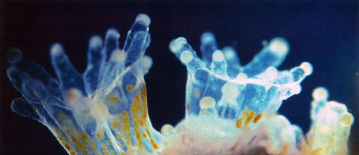 The Polyps of a Stony Coral